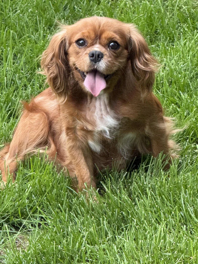 An adult small-sized female Cavalier King Charles Spaniel dog named Maria for adoption in Brandon, SD