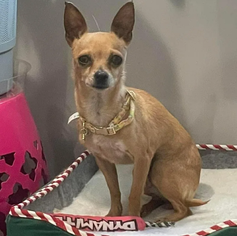 A young small-sized female Golden Chihuahua dog named Winnie for adoption in Ozone Park, NY