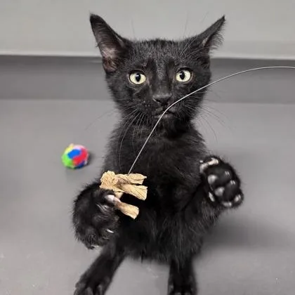 A baby medium-sized male Black Domestic Short Hair cat named Victor for adoption in Tinley Park, IL
