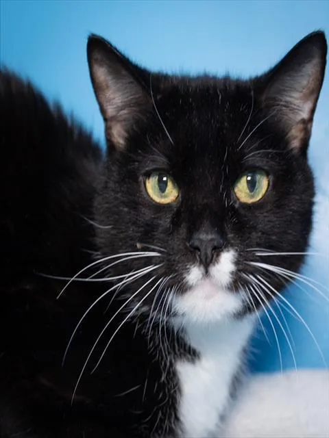 A young medium-sized female Domestic Short Hair cat named Cattywampus for adoption in Boston, MA