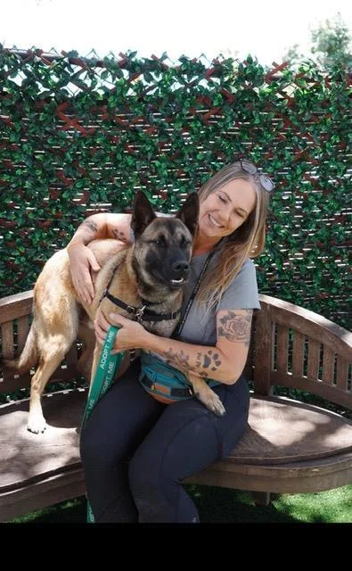A young large-sized male Belgian Shepherd / Malinois dog named Tyrone for adoption in Santa Barbara, CA