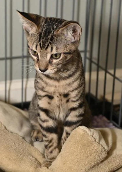 A young small-sized male Domestic Short Hair cat named Sprout for adoption in Baton Rouge, LA