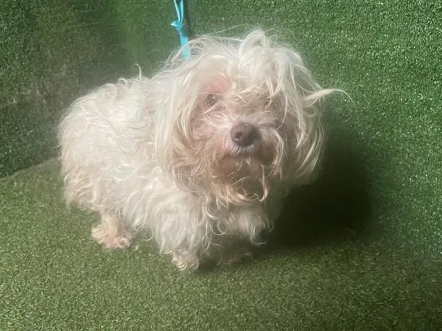 An adult small-sized female Maltese dog named Izzy for adoption in Lancaster, CA