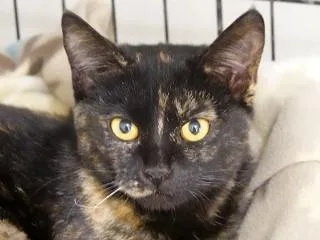 A young medium-sized female Tortoiseshell Domestic Medium Hair cat named Cocoa for adoption in Anaconda, MT