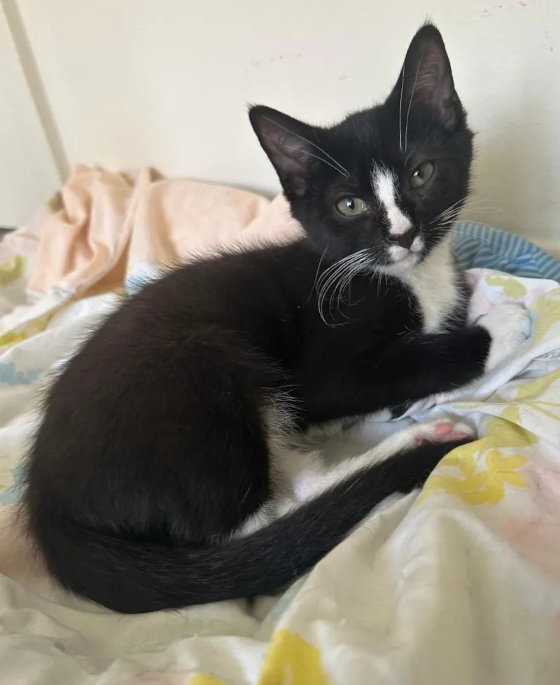 Mcflurry thumbnail 2