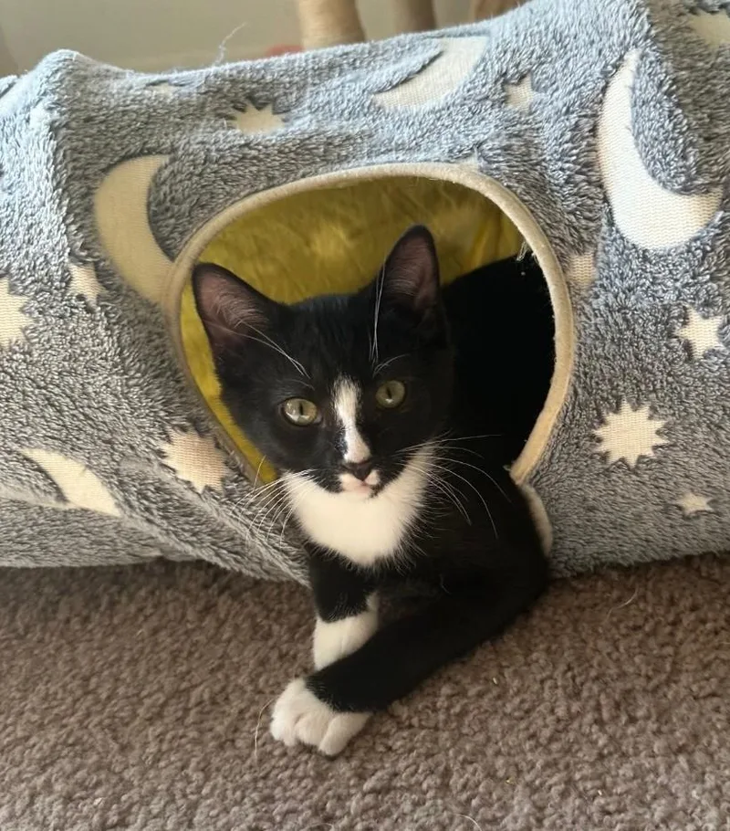 Mcflurry thumbnail 3