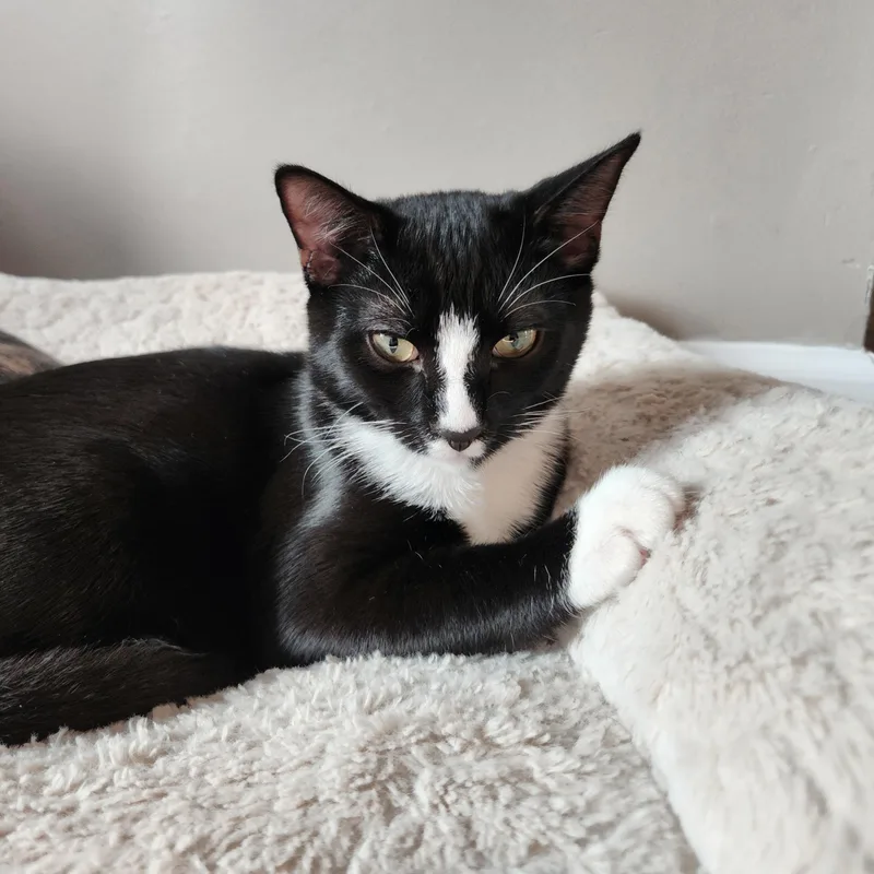 Mcflurry thumbnail 4