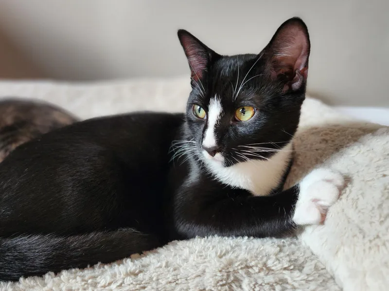 Mcflurry thumbnail 5