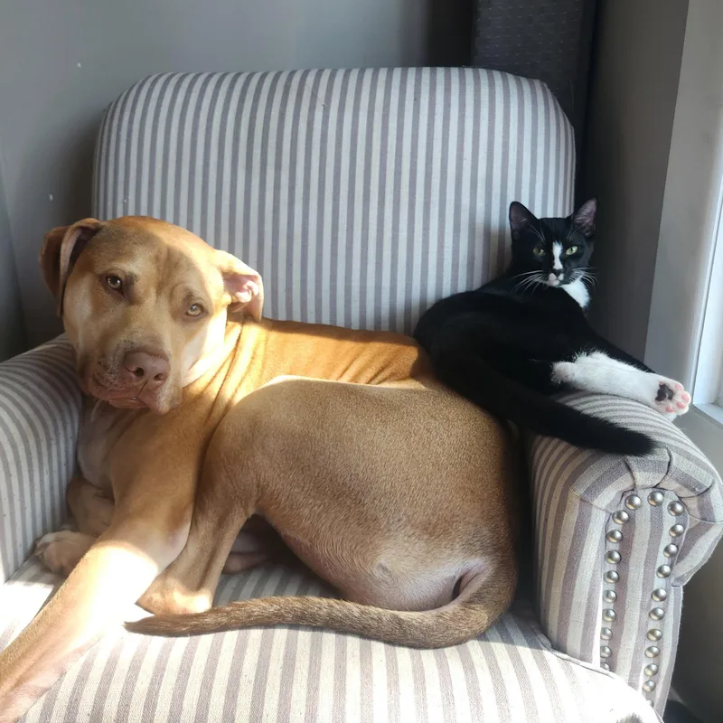 Mcflurry thumbnail 6