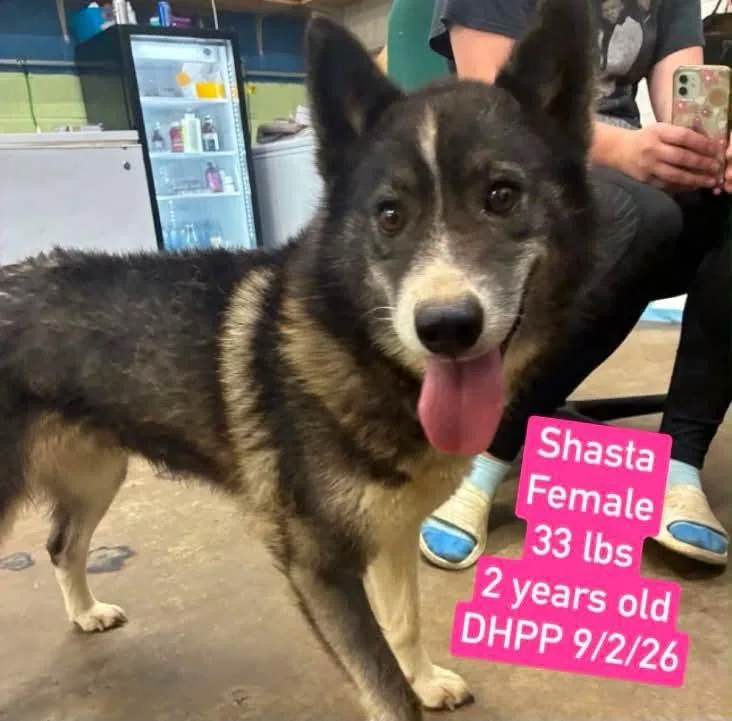 A young medium-sized female Shiba Inu dog named Azula for adoption in Warren, MI