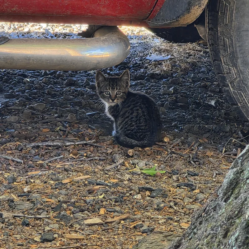A baby medium-sized male Tabby (Tiger Striped) Domestic Short Hair cat named Ares for adoption in Hickory, NC