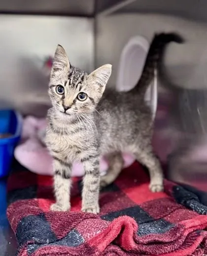 A baby small-sized male Tabby (Gray / Blue / Silver) Domestic Short Hair cat named Squabble at PetSmart in for adoption in Bishop, GA