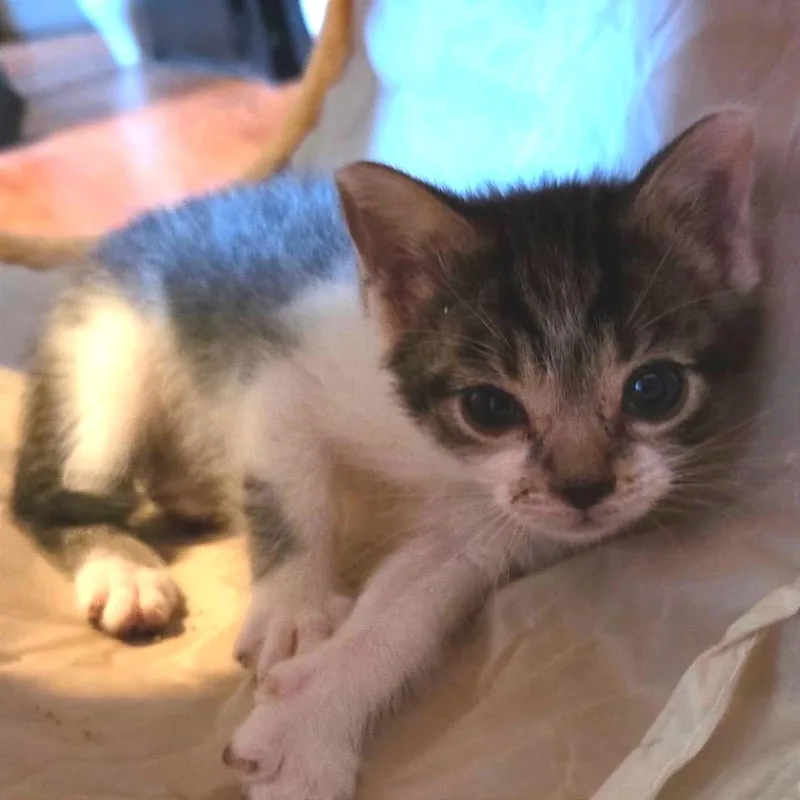 A young small-sized female Brown / Chocolate Domestic Short Hair cat named Opal for adoption in Springboro, OH