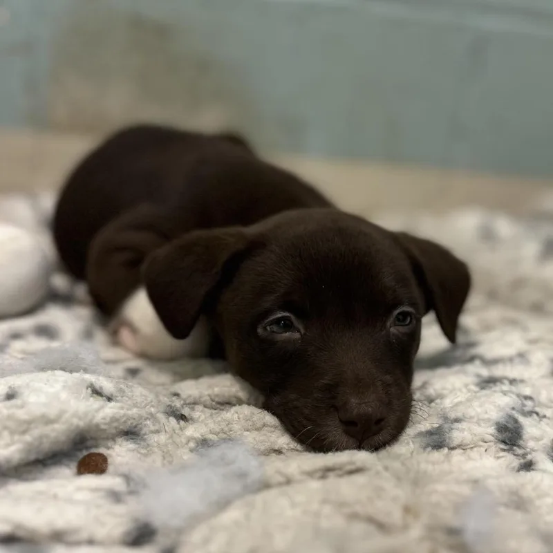 Hazel Bama thumbnail 2