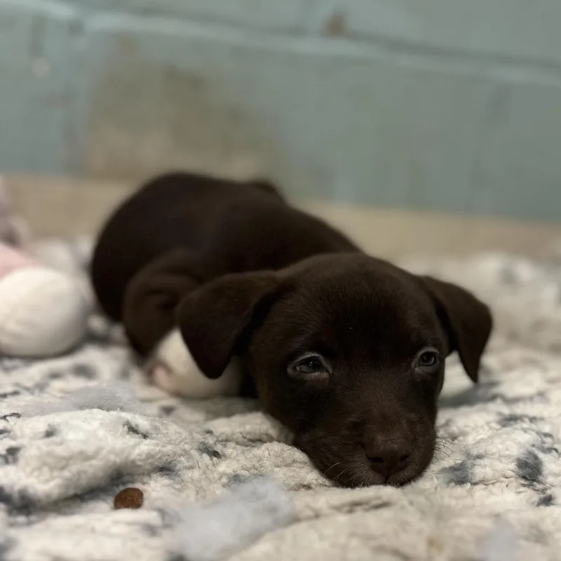 Hazel Bama thumbnail 3