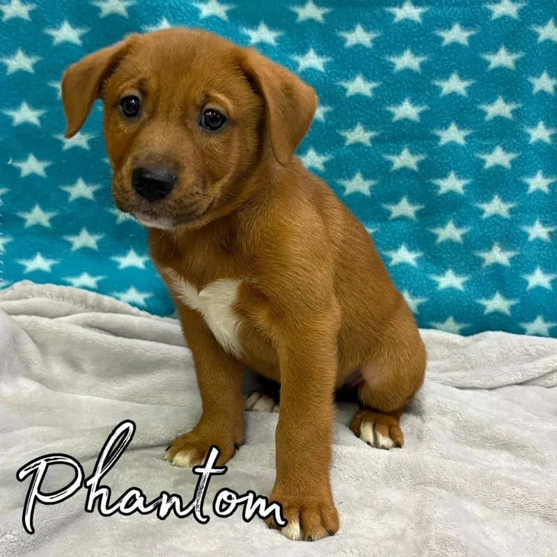 A baby medium-sized male Retriever dog named Phantom for adoption in Hillsboro, OH