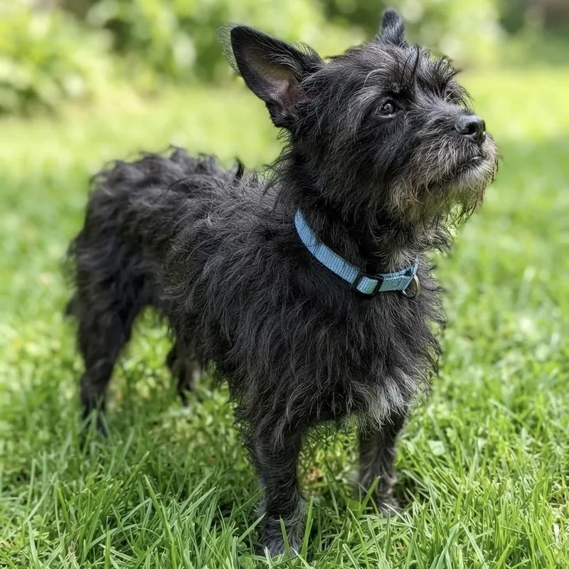 A baby small-sized male Black Cairn Terrier dog named Boomer for adoption in Las Vegas, NV