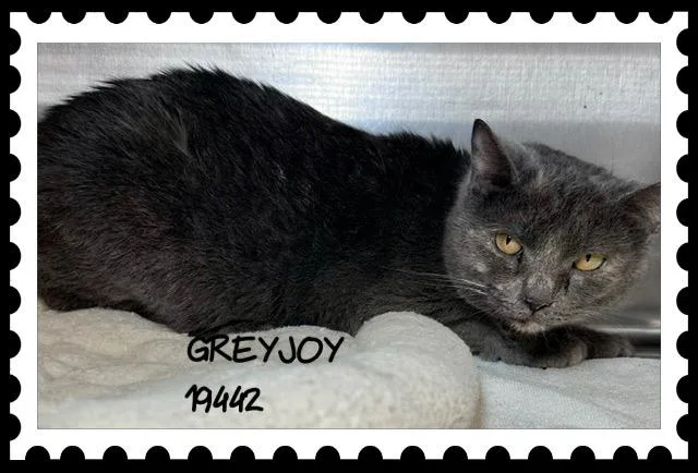 A young medium-sized female Gray / Blue / Silver Domestic Short Hair cat named Greyjoy for adoption in Marietta, GA