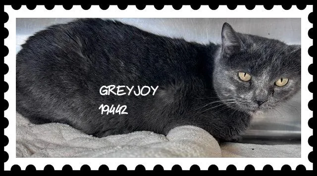 Greyjoy thumbnail 2