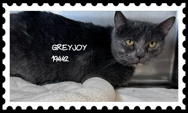 Greyjoy thumbnail 3