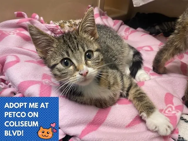 A baby small-sized male Domestic Short Hair cat named Steve for adoption in Fort Wayne, IN