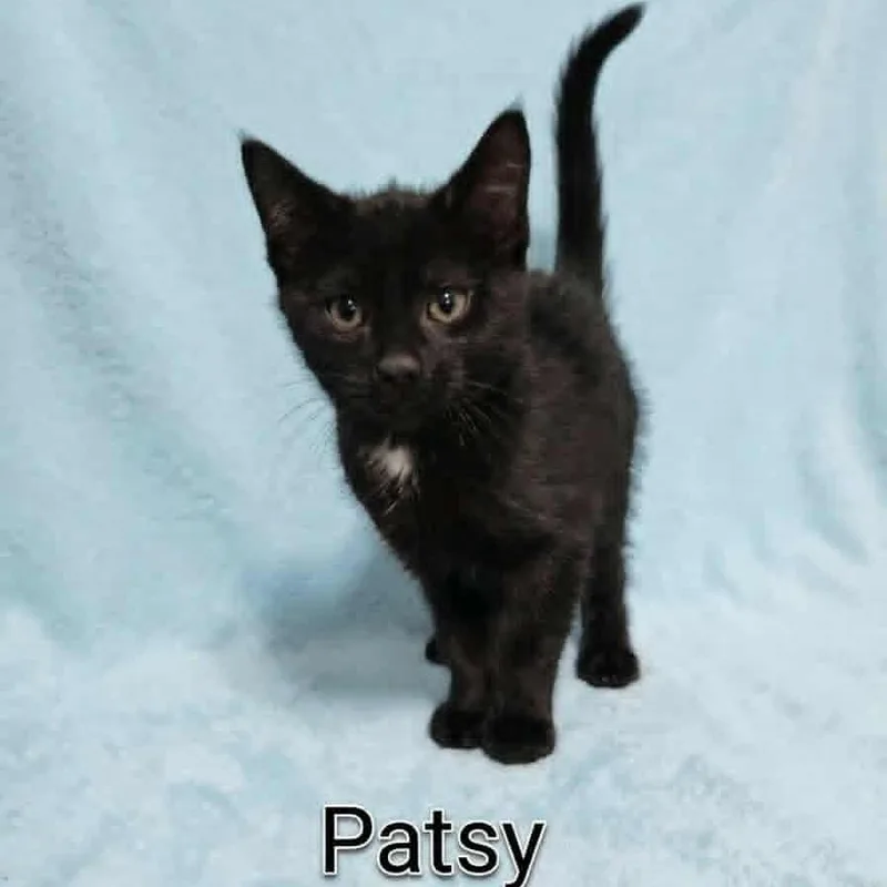 A baby medium-sized female Black Bombay cat named Patsy for adoption in Wyandotte, MI