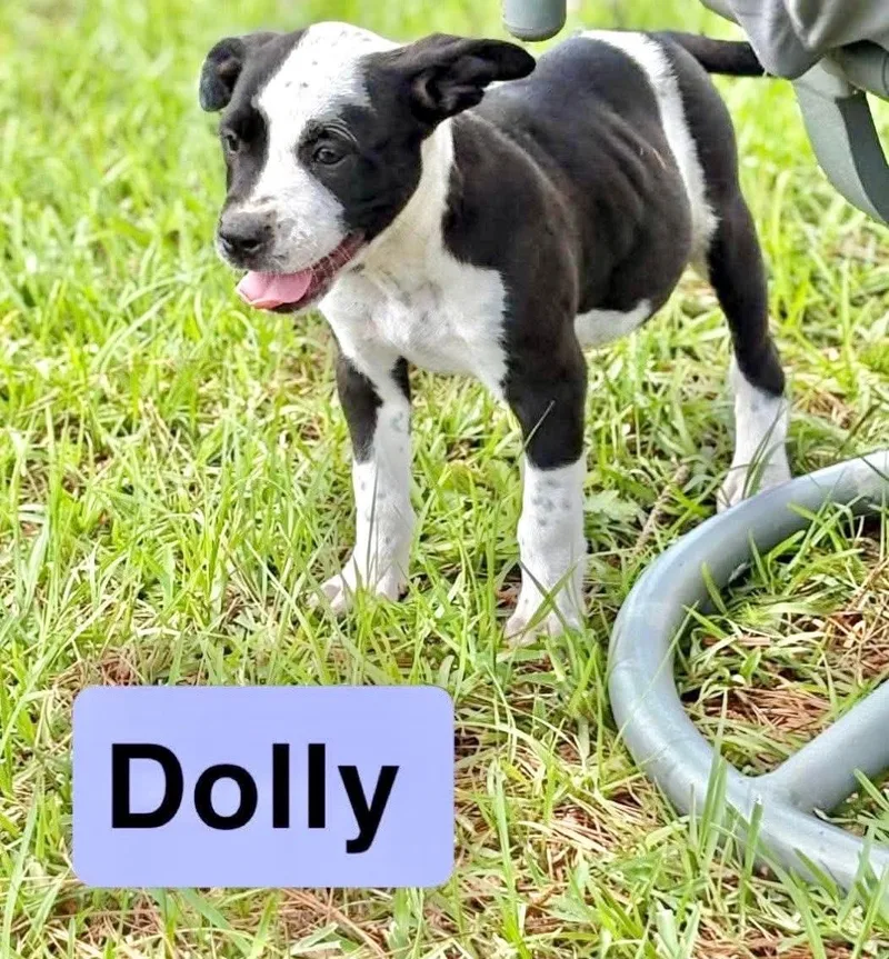 Dolly