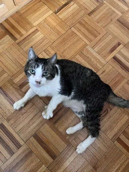 A senior large-sized male Domestic Short Hair cat named Toast for adoption in New York, NY
