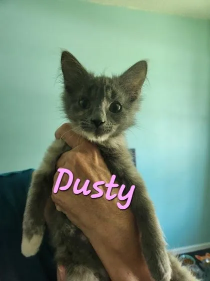 A young small-sized female Domestic Medium Hair cat named B Dusty for adoption in North Charleston, SC