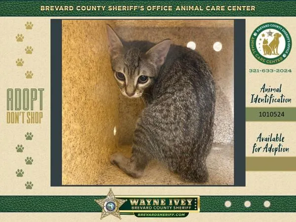 A baby small-sized female Domestic Short Hair cat named Candle for adoption in Melbourne, FL