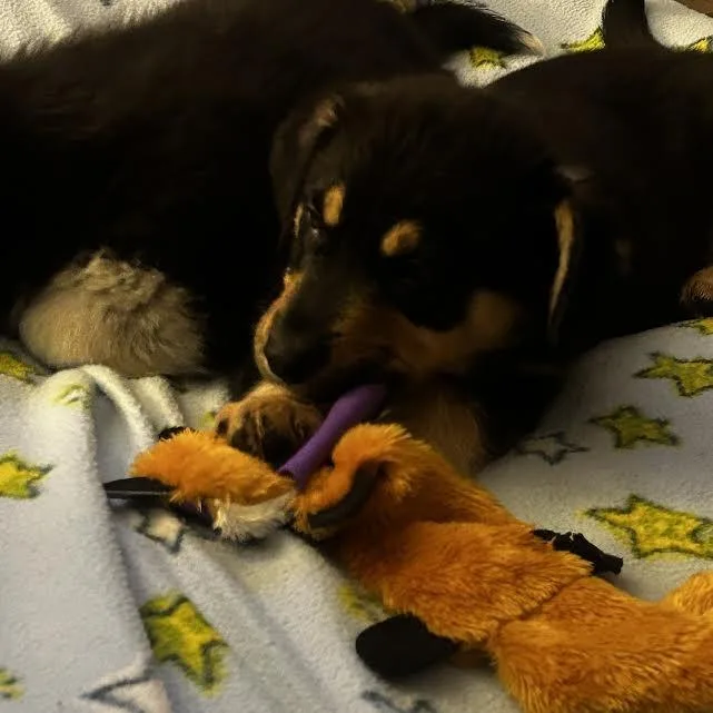 Kodiak Bear thumbnail 2