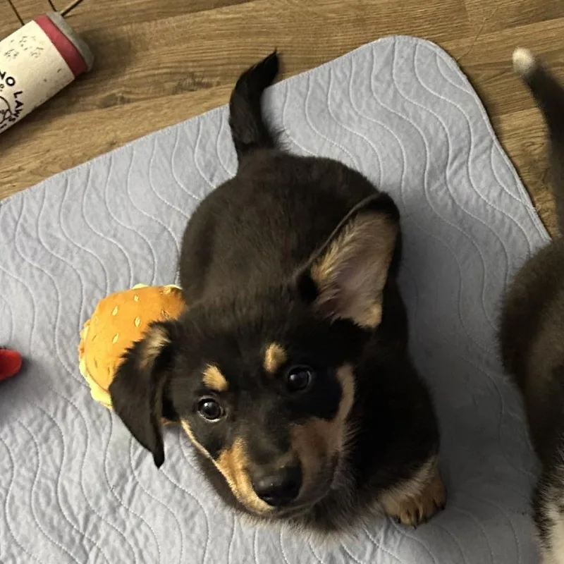 Kodiak Bear thumbnail 3