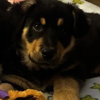 Kodiak Bear thumbnail 4