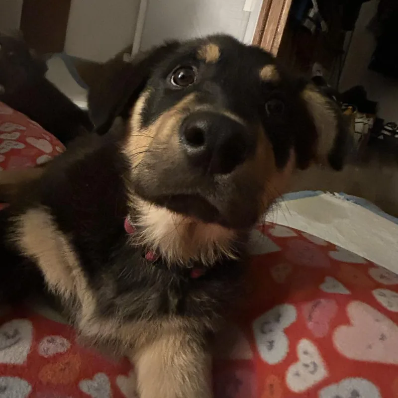 Kodiak Bear thumbnail 5