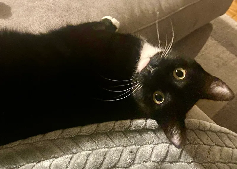 An adult medium-sized female Black & White / Tuxedo Domestic Short Hair cat named Alberta for adoption in East Hanover, NJ