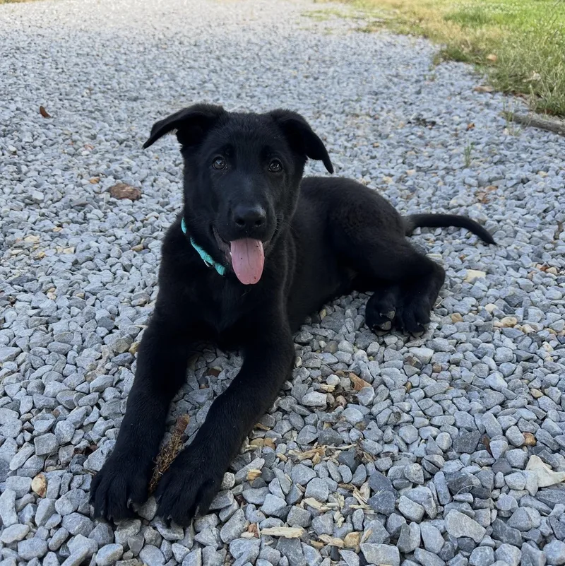 A baby large-sized male Black German Shepherd Dog dog named Binks for adoption in Corinth, MS
