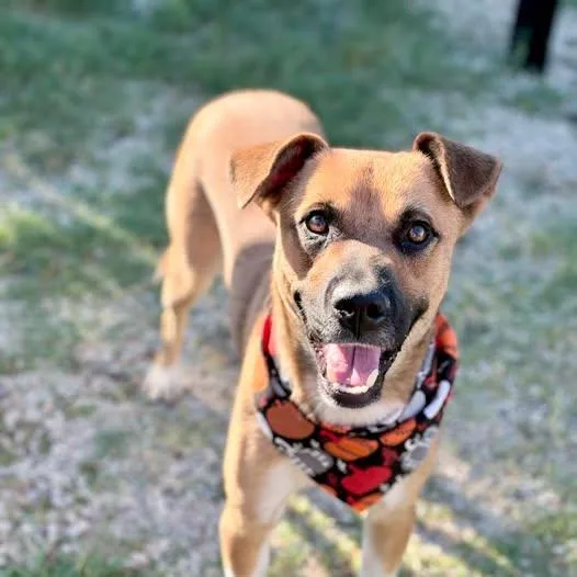 An adult large-sized male Black Mouth Cur dog named Roy Kent for adoption in McKinney, TX