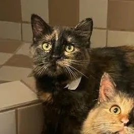 A baby small-sized female Tortoiseshell Domestic Medium Hair cat named Spice for adoption in Prescott, AZ