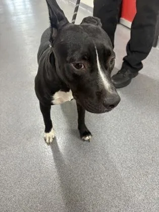 An adult medium-sized female Mixed Breed dog named Tiff for adoption in West Chester, PA