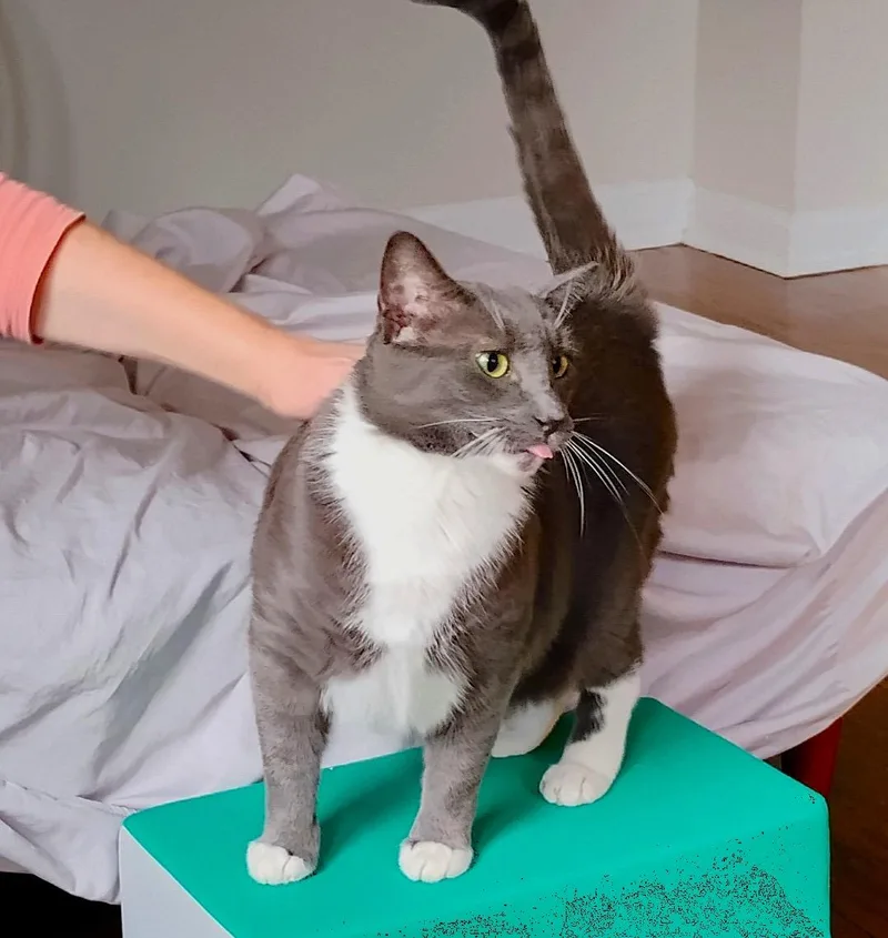 An adult medium-sized male Gray & White Domestic Short Hair cat named Happy for adoption in Brooklyn, NY