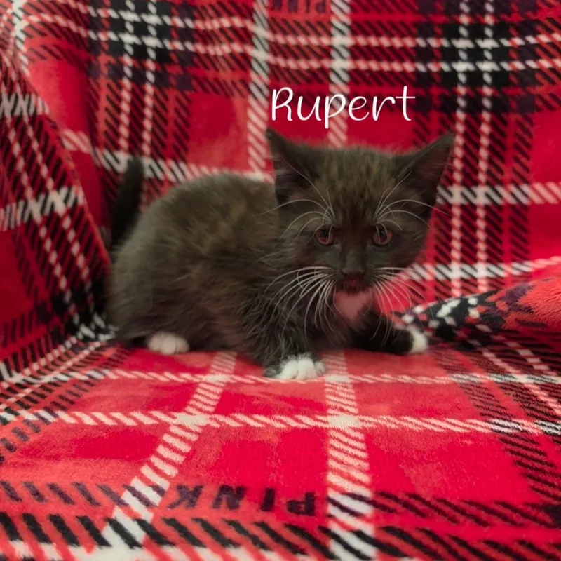 Rupert