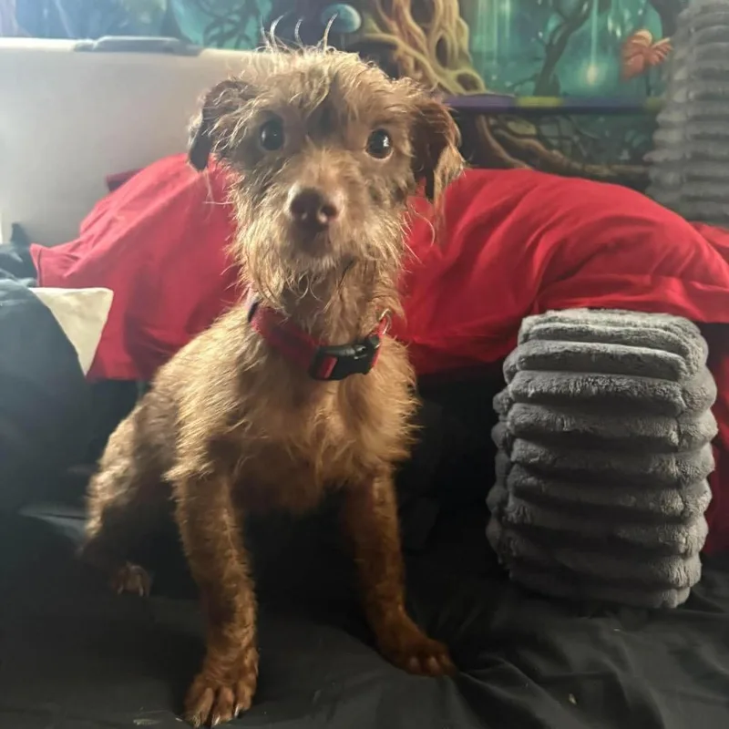 An adult small-sized male Brown / Chocolate Poodle dog named Winston Arriving D for adoption in Princeton, MN