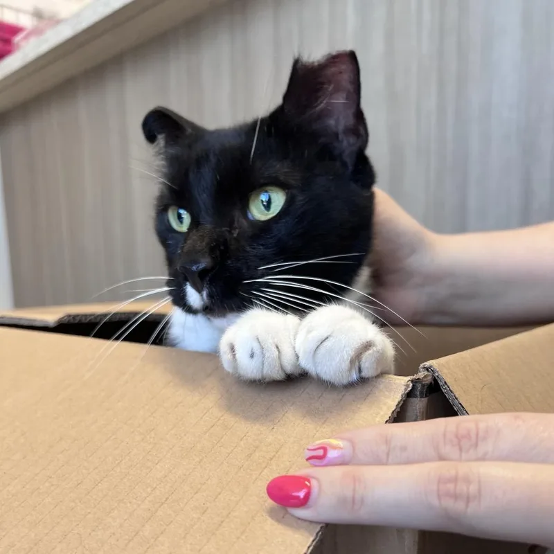 An adult large-sized male Black Domestic Short Hair cat named Patt the Catt STRAY for adoption in Clearwater, FL