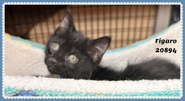 A baby medium-sized male Black & White / Tuxedo Domestic Short Hair cat named Figaro for adoption in Marietta, GA