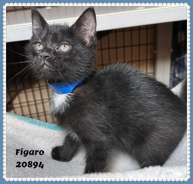 Figaro thumbnail 2