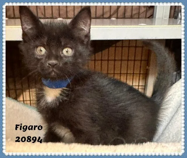Figaro thumbnail 3