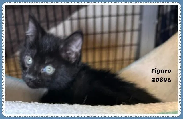 Figaro thumbnail 4