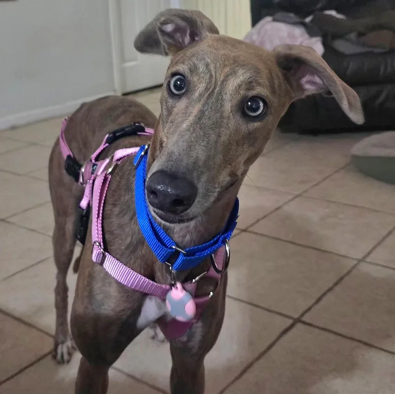 Gracie