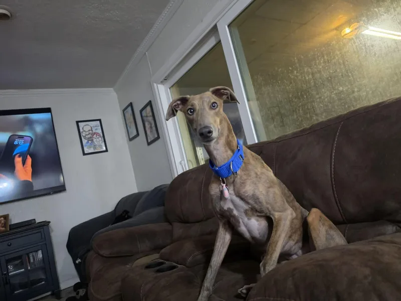 Gracie thumbnail 3