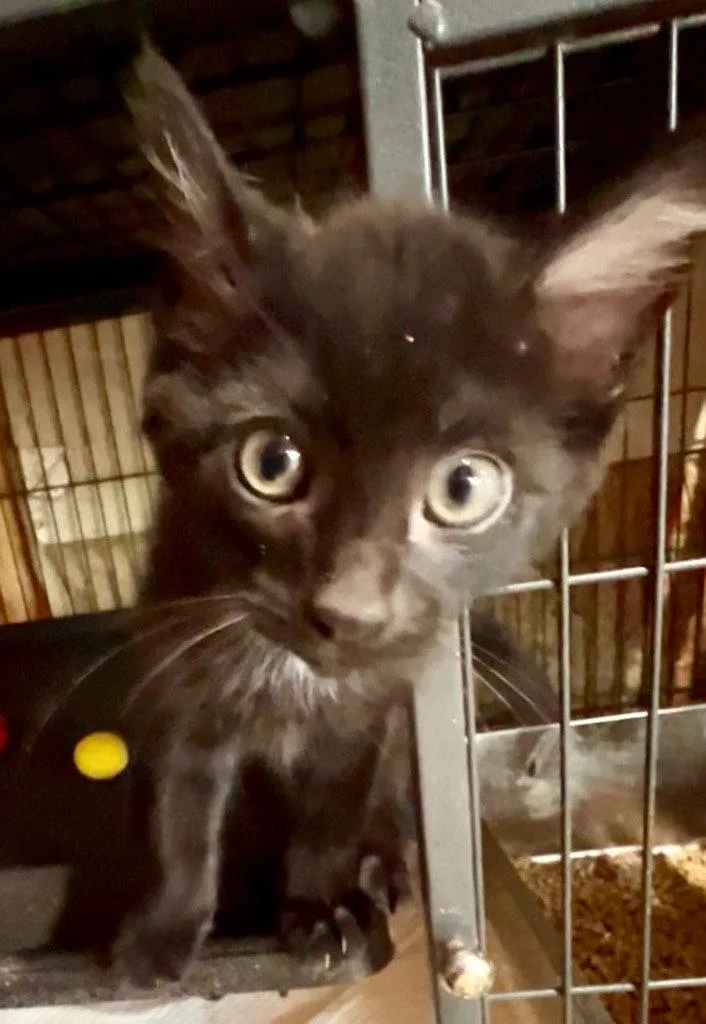 A baby medium-sized male Black & White / Tuxedo Domestic Short Hair cat named Kobuk for adoption in Cromwell, KY